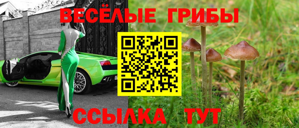 Галлюциногенные грибы Psilocybe Дмитров